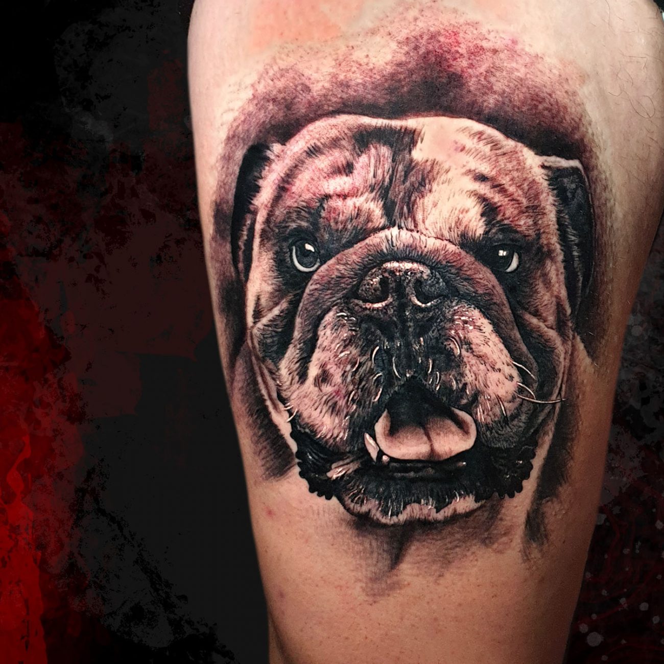 bulldog